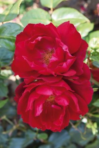 PAPWORTHS PRIDE (floribunda)